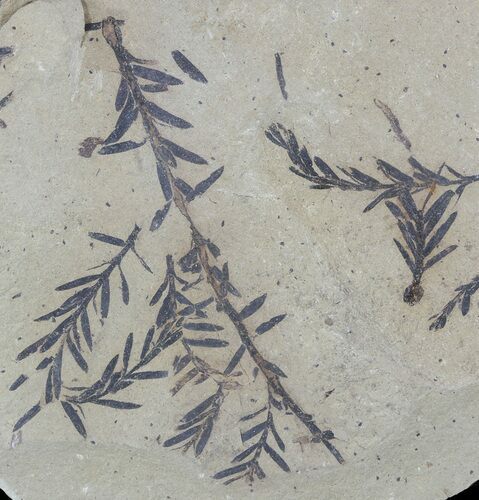 Metasequoia (Dawn Redwood) Fossil Plate - Montana #52173